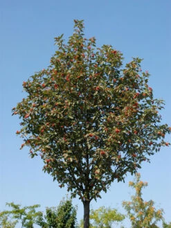 Sorbus Thuringiaca 'Fastigiata', Thüringische Säulen-Eberesche - Hochstamm -Gartenwelt Angebote Store thueringer eberesche 1280x1280