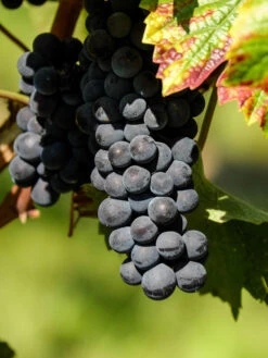 Kernlose Tafeltraube Venus ®