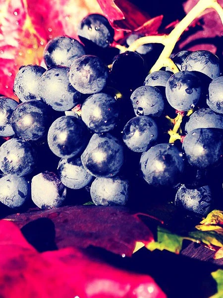 Kernlose Tafeltraube Venus ® 3 Kernlose Tafeltraube Venus ® – Bild 3