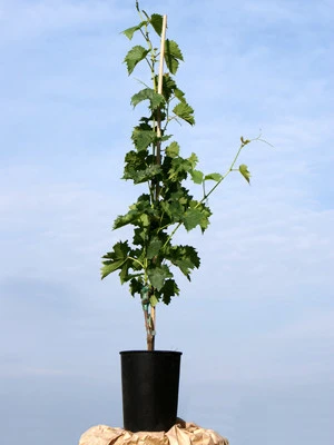 Kernlose Tafeltraube Venus ® 2 Kernlose Tafeltraube Venus ® – Bild 2