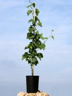 Kernarme Tafeltraube New York Muscat -Gartenwelt Angebote Store traubenrebe55599c4c50b1c 1280x1280