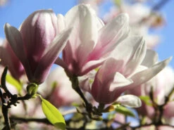 Magnolia Soulangiana, Tulpen-Magnolie -Gartenwelt Angebote Store tulpenmagnolie blueten55599b581accc 1280x1280