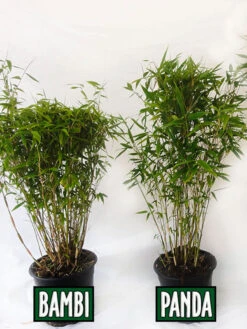 Fargesia Murielae 'Panda', Schirmbambus -Gartenwelt Angebote Store vergleich bambus panda bamb5a30ecb28375a 1280x1280