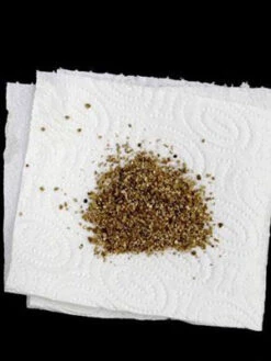 Aphidoletes-Gallmücke (Art.Nr. KB4046) -Gartenwelt Angebote Store versand aphidoletes muecke 80529 2 1280x1280