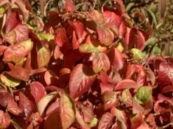 Viburnum Carlesii 'Aurora', Wohlriechender Schneeball -Gartenwelt Angebote Store viburnum aurora herbst 1280x1280