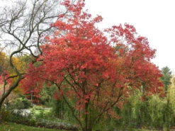 Viburnum Opulus 'Roseum', Echter Schneeball -Gartenwelt Angebote Store viburnum roseum55599e9c5d844 1280x1280