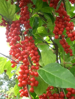 Chinesische Vitalbeere ® Wu Wei Zi 7 Chinesische Vitalbeere ® Wu Wei Zi -Gartenwelt Angebote Store vitalbeere wu wei zi 1280x1280