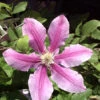 Clematis 'Dr.Ruppel'