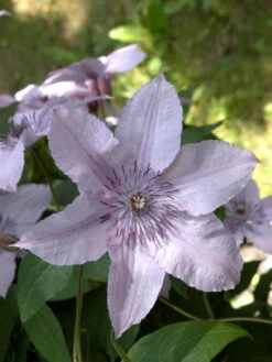 Clematis 'Hagley Hybrid'