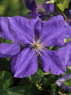 Clematis Jackmanii