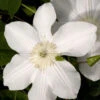 Clematis 'Madame Le Coultre'
