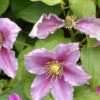 Clematis 'Piilu'