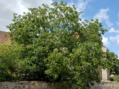 Juglans Regia, Walnuss-Sämling -Gartenwelt Angebote Store walnuss juglans regia 1 1280x1280