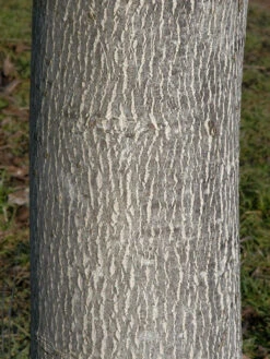 Juglans Regia, Walnuss-Sämling -Gartenwelt Angebote Store walnuss juglans regia 3 1280x1280