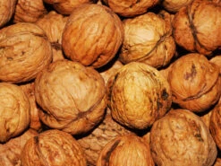 Juglans Regia, Walnuss-Sämling -Gartenwelt Angebote Store walnuss juglans regia 4 1280x1280