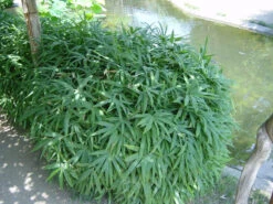 Pleioblastus Viridistriatus 'Vagans' (Sasaella Ramosa), Weichblättriger Zwergbambus -Gartenwelt Angebote Store weichblaettriger zwergbambus 1280x1280