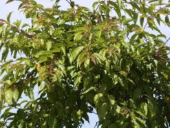 Prunus Subhirtella 'Autumnalis', Schneekirsche -Gartenwelt Angebote Store winterkirsche blatt 1280x1280