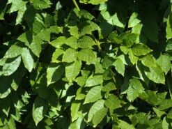 Wisteria Sinensis, Chinesischer Blauregen -Gartenwelt Angebote Store wisteria sinensis blatt 1280x1280