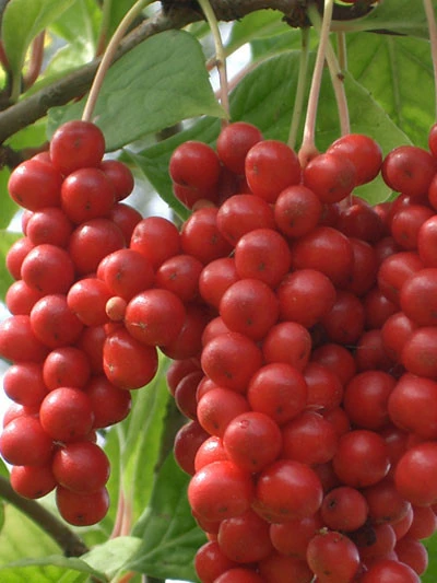 Chinesische Vitalbeere ® Wu Wei Zi 2 Chinesische Vitalbeere ® Wu Wei Zi – Bild 2