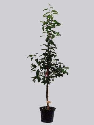 Pflaume Graf Althans Reneclaude 2 Pflaume Graf Althans Reneclaude – Bild 2