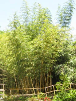 Phyllostachys Vivax Aureocaulis, Zauber-Bambus -Gartenwelt Angebote Store zauber bambus55599e5109695 1280x1280