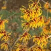 Hamamelis Intermedia 'Orange Beauty', Zaubernuss