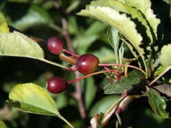Malus Tina, Zierapfel -Gartenwelt Angebote Store zierapfel tina frucht 1280x1280