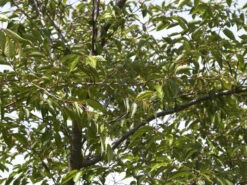 Prunus Subhirtella 'Accolade', Frühe Zierkirsche - Hochstamm 7 Prunus Subhirtella 'Accolade', Frühe Zierkirsche - Hochstamm -Gartenwelt Angebote Store zierkirsche accolade blatt55599f4ab2f30 1280x1280