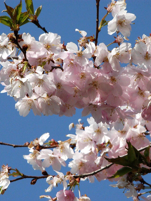 Prunus Subhirtella 'Accolade', Frühe Zierkirsche 1 Prunus Subhirtella 'Accolade', Frühe Zierkirsche