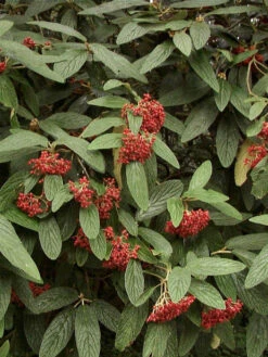 Viburnum Rhytidophyllum, Immergrüner Zungenschneeball -Gartenwelt Angebote Store zungenschneeball pflanze 1280x1280