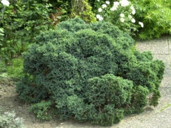 Juniperus Squamata 'Blue Star', Blauer Zwerg-Wacholder -Gartenwelt Angebote Store zwerg wacholder blue star 1280x1280
