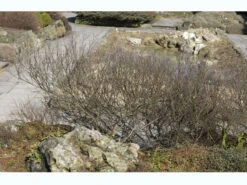 Betula Nana, Zwergbirke, Polarbirke -Gartenwelt Angebote Store zwergbirke 1280x1280