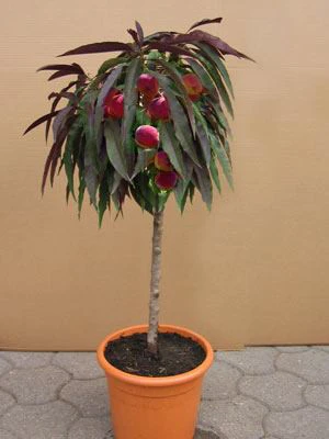 Zwergpfirsich Rotlaubig, Prunus Persica 1 Zwergpfirsich Rotlaubig, Prunus Persica