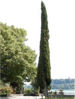 Cupressus Sempervirens 'Totem', Toscana-Zypresse -Gartenwelt Angebote Store zypresse mediterran baum 1280x1280
